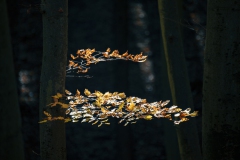 Herbstwald Rügen